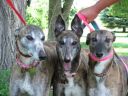 15850_Greyhound_Greys_Courageous-_3big.jpg