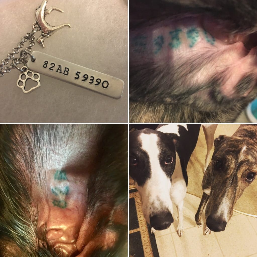 greyhound-ear-tattoo-number-jewelry-regap-of-illinois