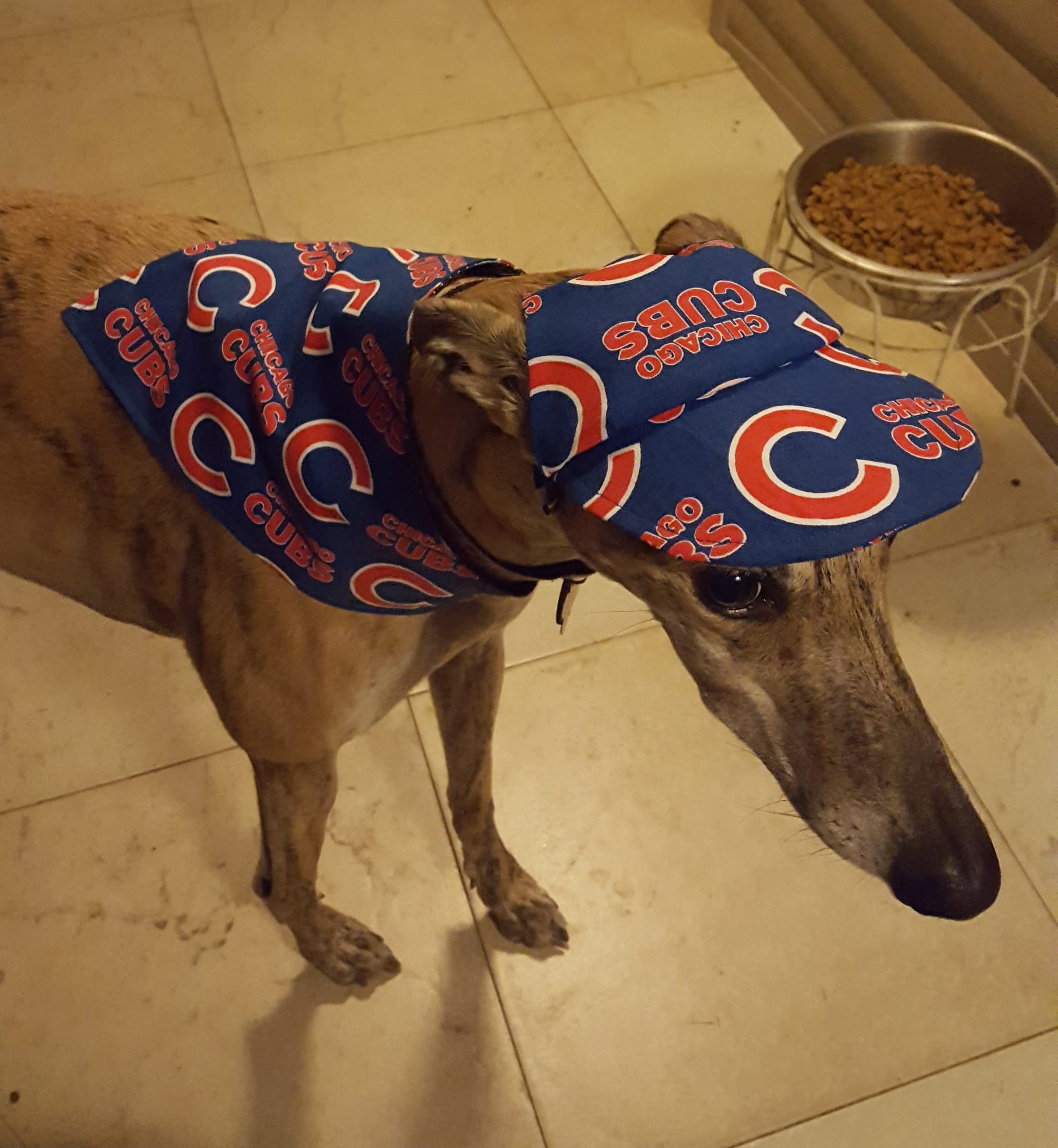Cubs Bandana and Hat for Greyhound – REGAP of Illinois